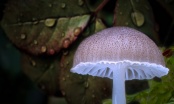 Follow The Rain